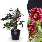 Lenten rose Helleborus orientalis Double Ellen Red, detail van het blad