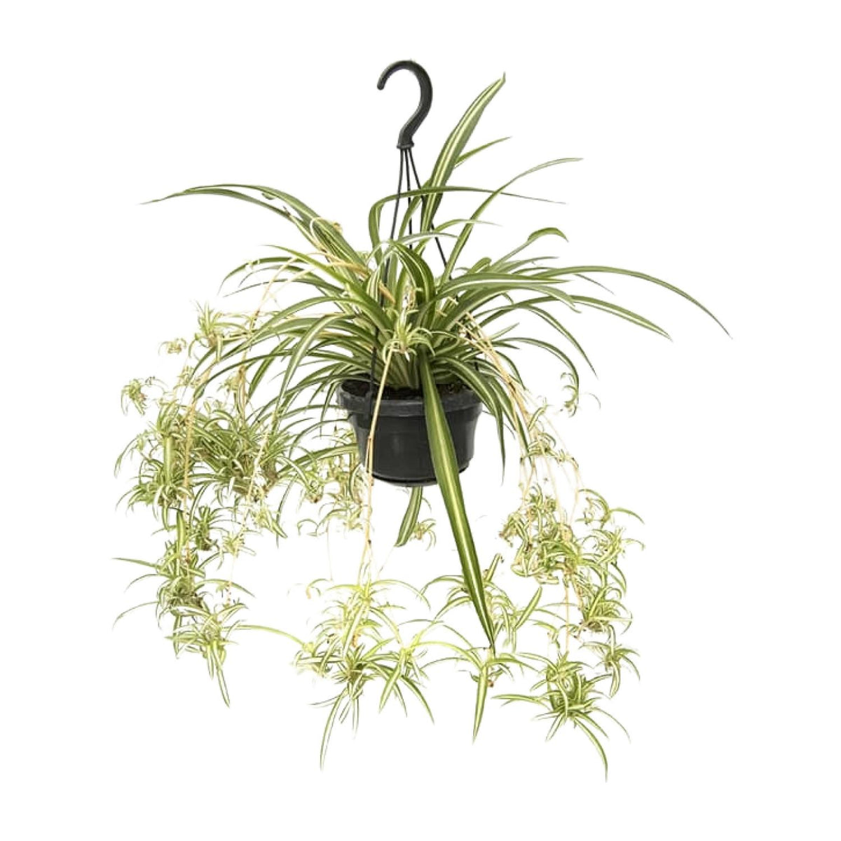 Productfoto van Chlorophytum Comosum Variegatum