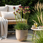 Allium Sphaerocephalon, kenmerkend blad