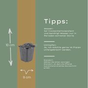 Thymus praecox &