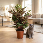 Pauwenplant (Calathea Makoyana), kenmerkend blad