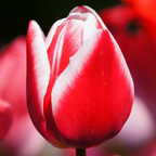 Productafbeelding van Pureplant