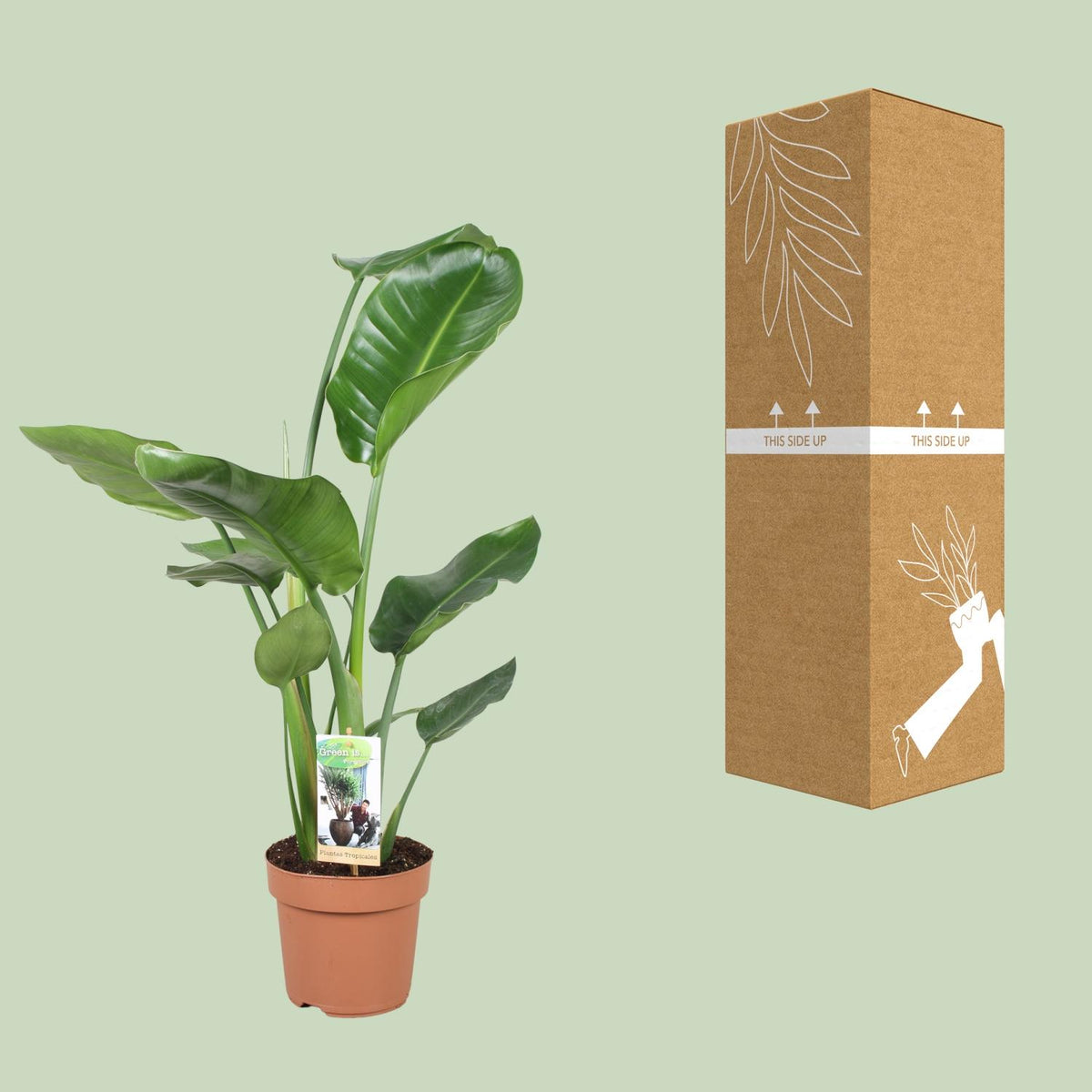 Detailfoto van Strelitzia Nicolai