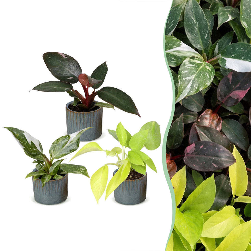 3x Baby Philodendron Tricolour