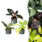 3x Baby Philodendron Tricolour