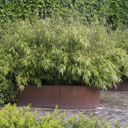 Fargesia nitida Black Dragon, 80 cm hoog