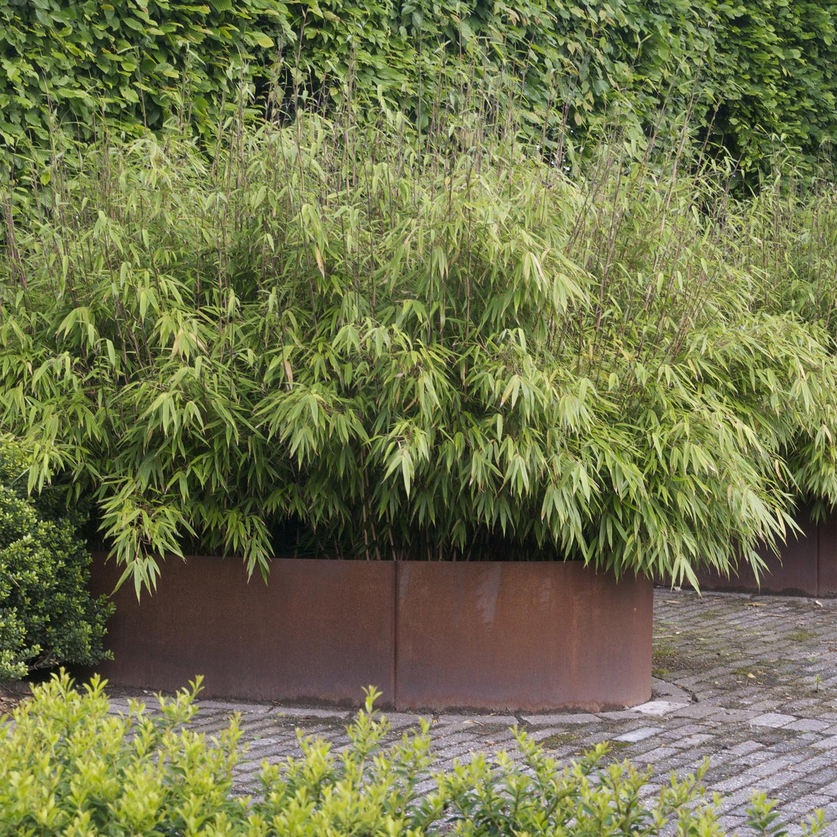 Fargesia nitida Black Dragon, 80 cm hoog, plant in pot