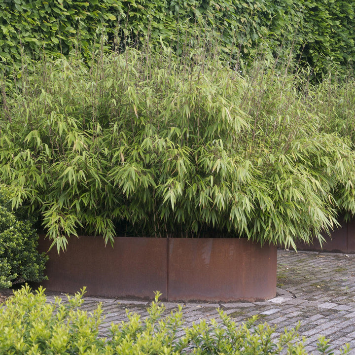 Fargesia nitida Black Dragon, 80 cm hoog