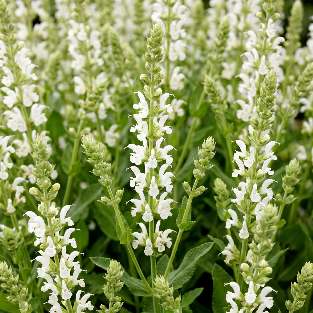 Salie nem. Schneehügel, met witte bloemen, groene bladeren