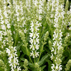 Salie nem. Schneehügel, met witte bloemen, groene bladeren