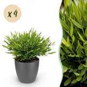4x Pogonatherum Monica - Kamerbamboe - Met grijze pot