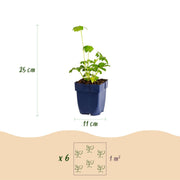 Astrantia major - Sterrenkruid - Schaduw - Wit-Roze - 6 Planten