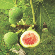 Ficus carica Brown Turkey