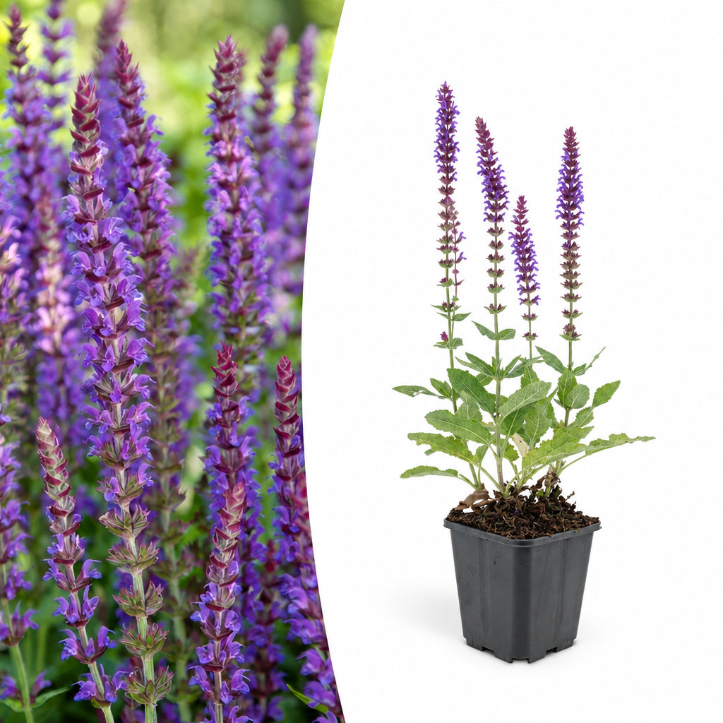 Salvia nem. 'Ostfriesland', plant in pot