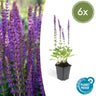 Salvia nem. 'Ostfriesland'