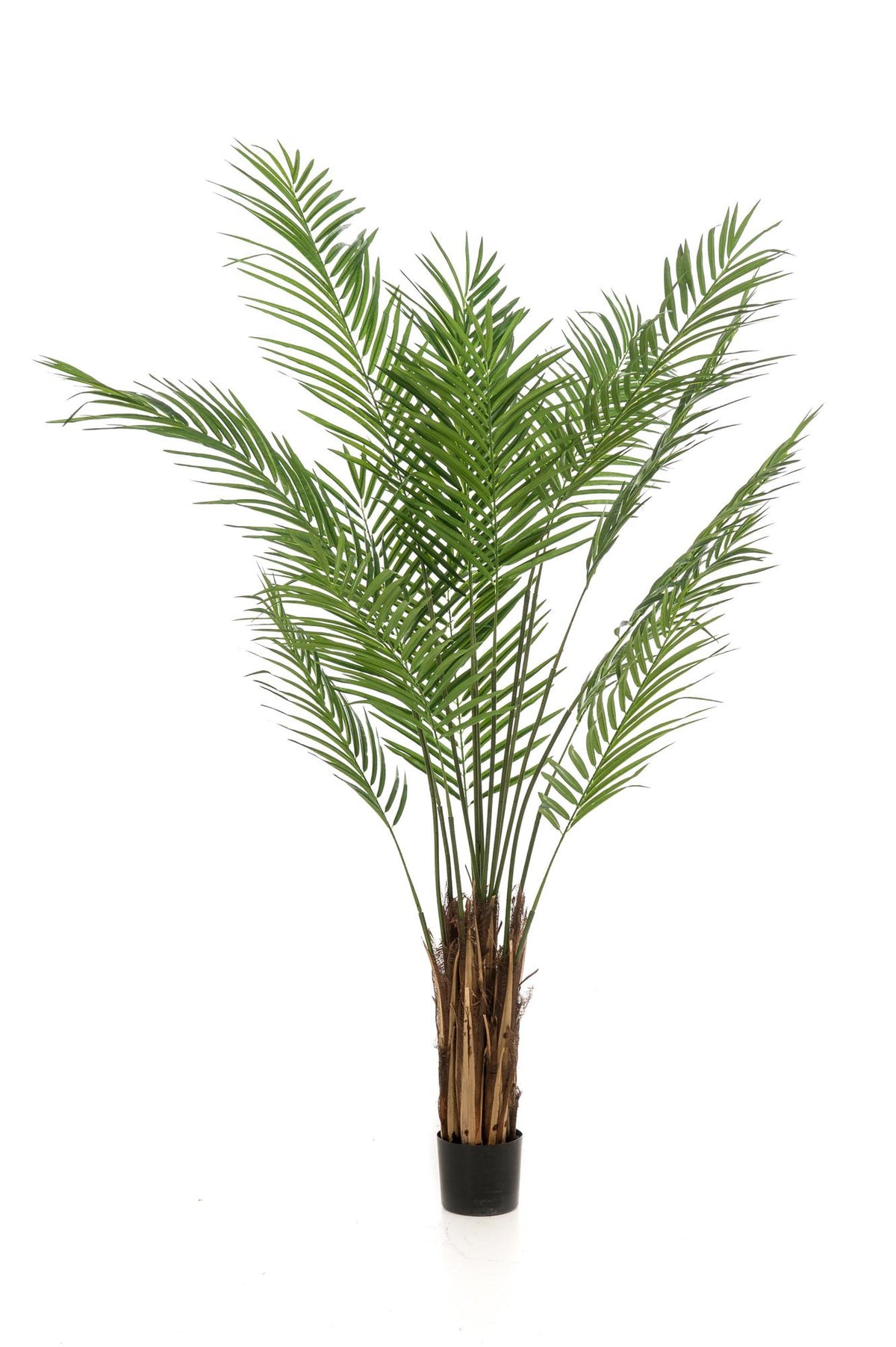 Productafbeelding van Pureplant