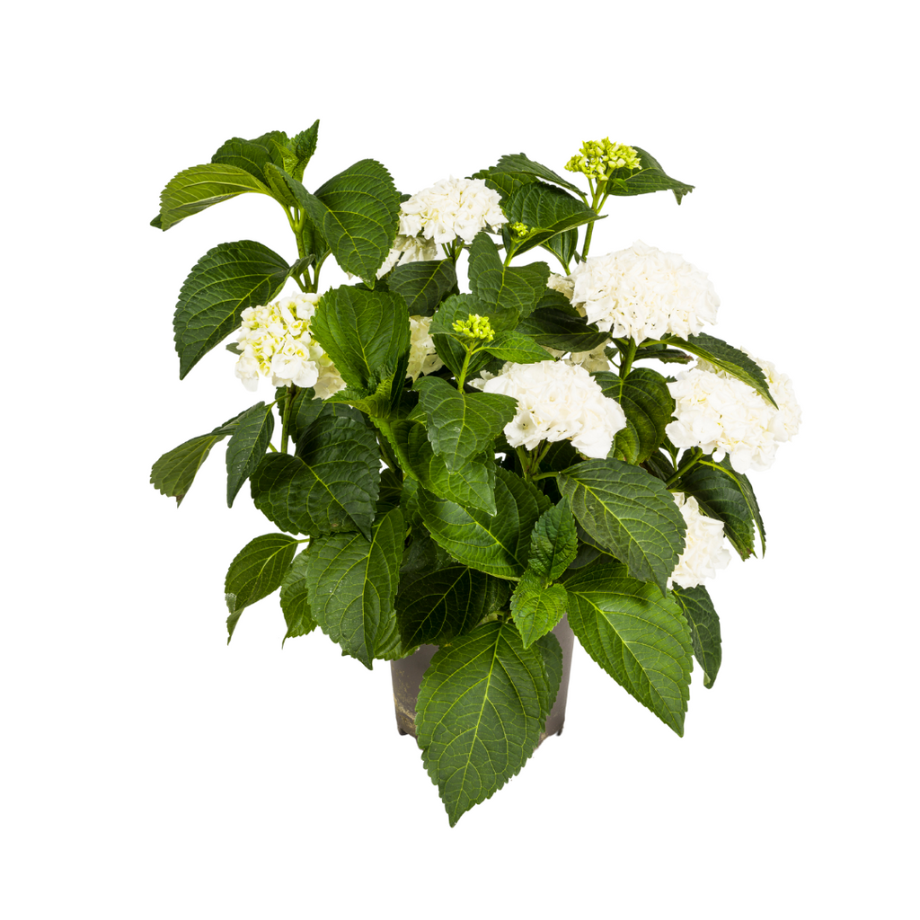 Hydrangea Macrophylla White, plant in pot