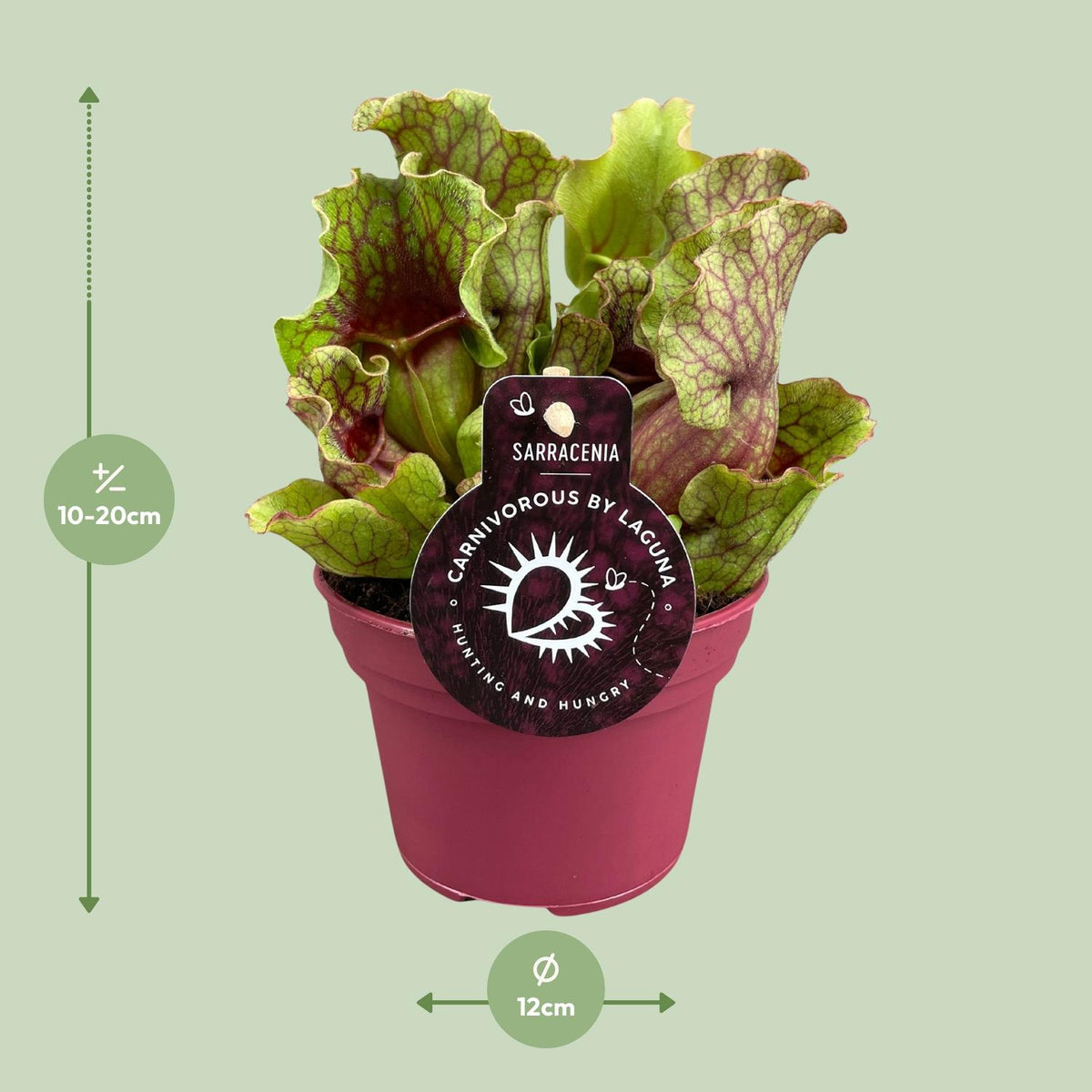 Detailfoto van Sarracenia