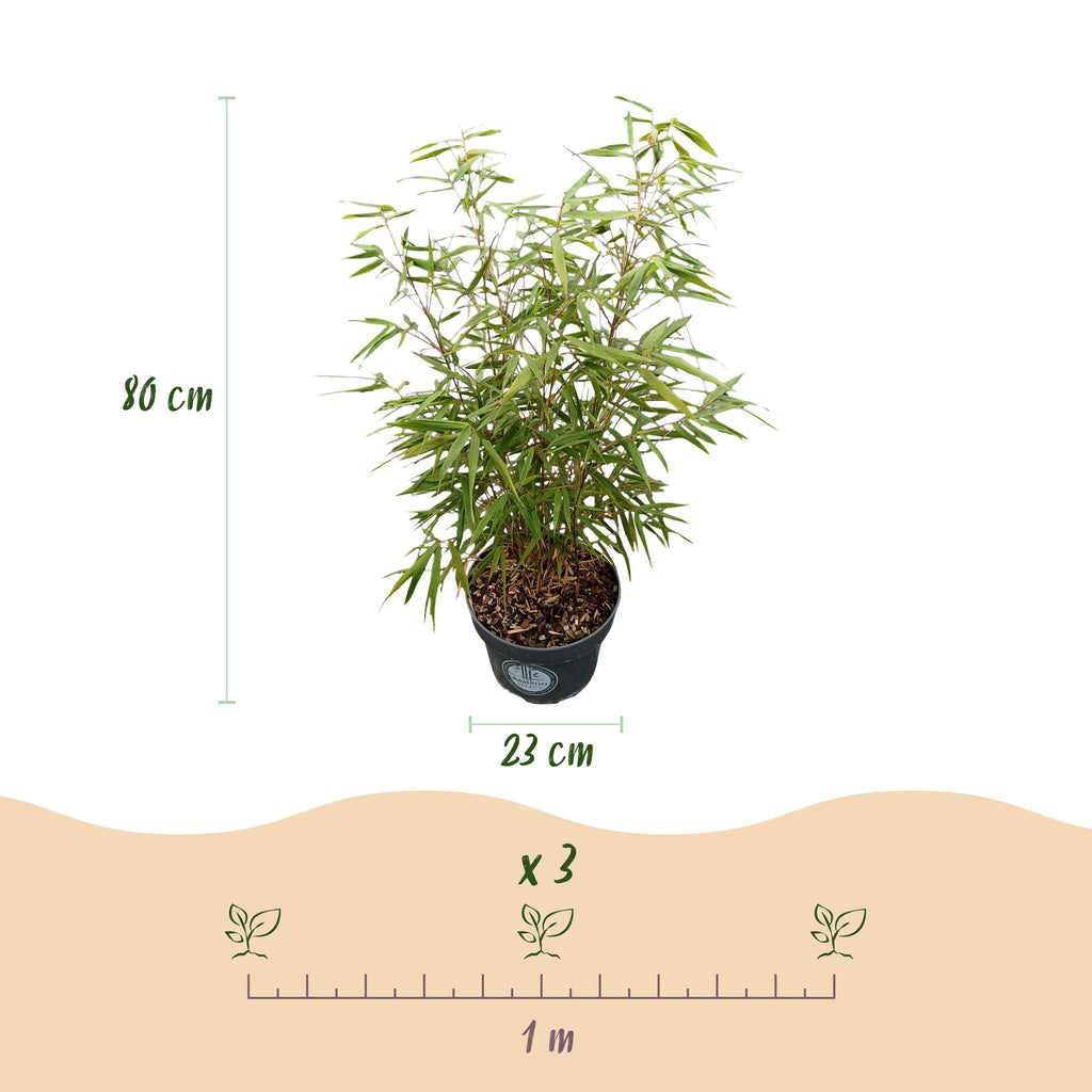 Fargesia scabrida Asian Wonder, niet-woekerende bamboe, kenmerkend blad