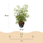 Fargesia scabrida Asian Wonder, niet-woekerende bamboe, kenmerkend blad