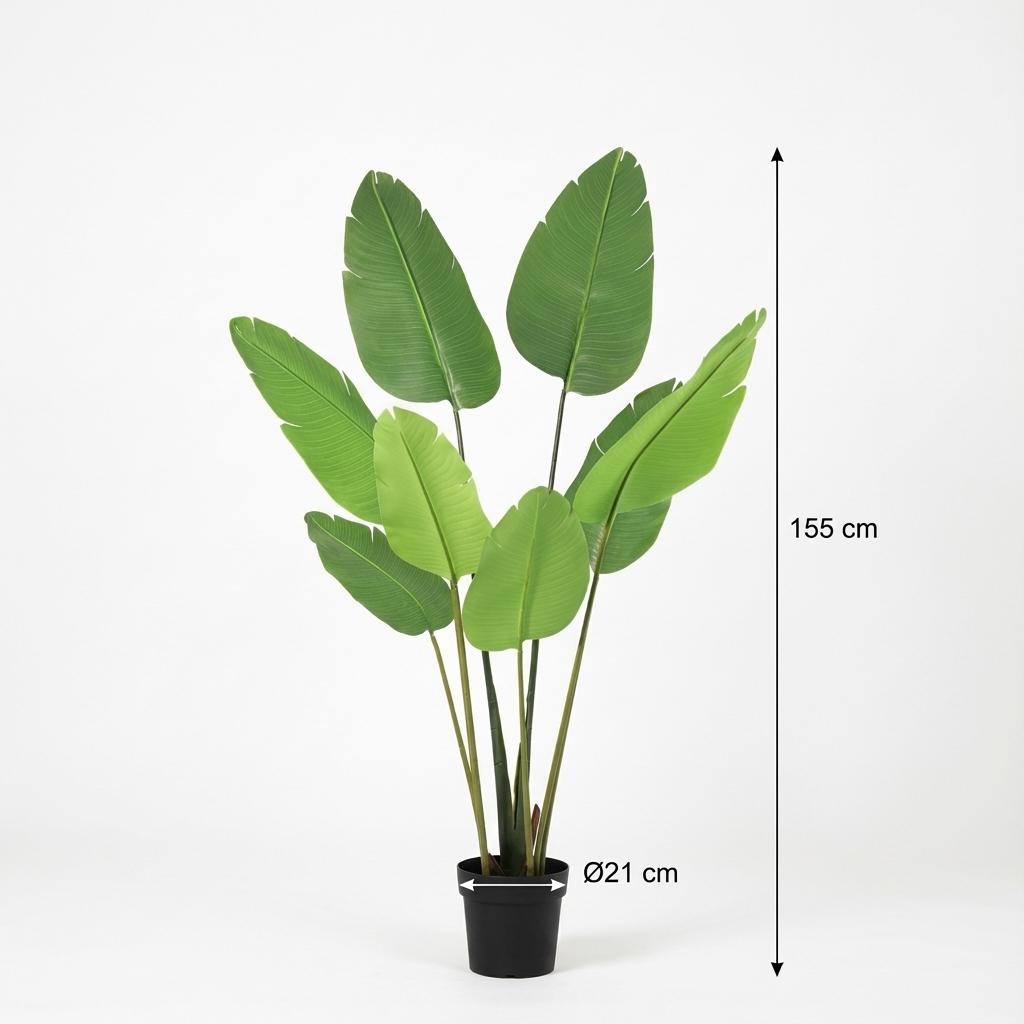 Kunstplant - Strelitzia Nicolai, groeiwijze van de plant