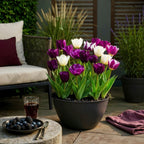 Tulp Blueberry mix, plant in pot