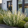 Kattenkruid faassenii Snowflake, met witte bloemen