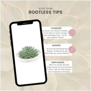 ROOTLESS Succulent Echeveria Pulidonis in schaal &