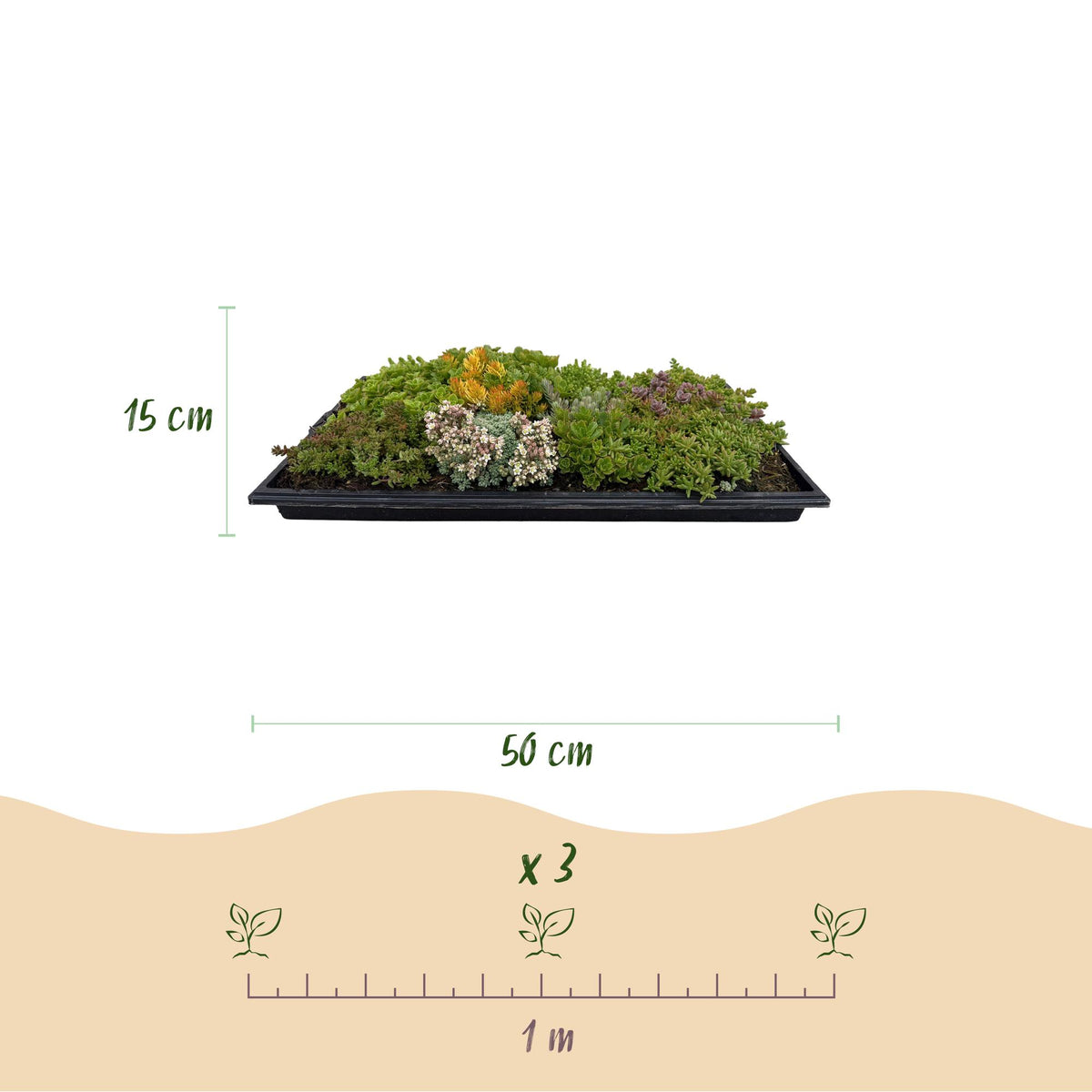 Sedum mat - 2 stuks, groene bladeren