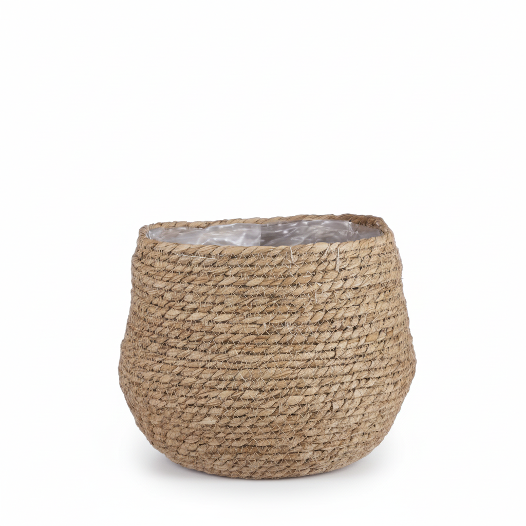 Mand Jorck bruin 26 cm, gezonde plant