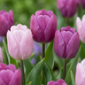 Tulp Prince mix bloembollen