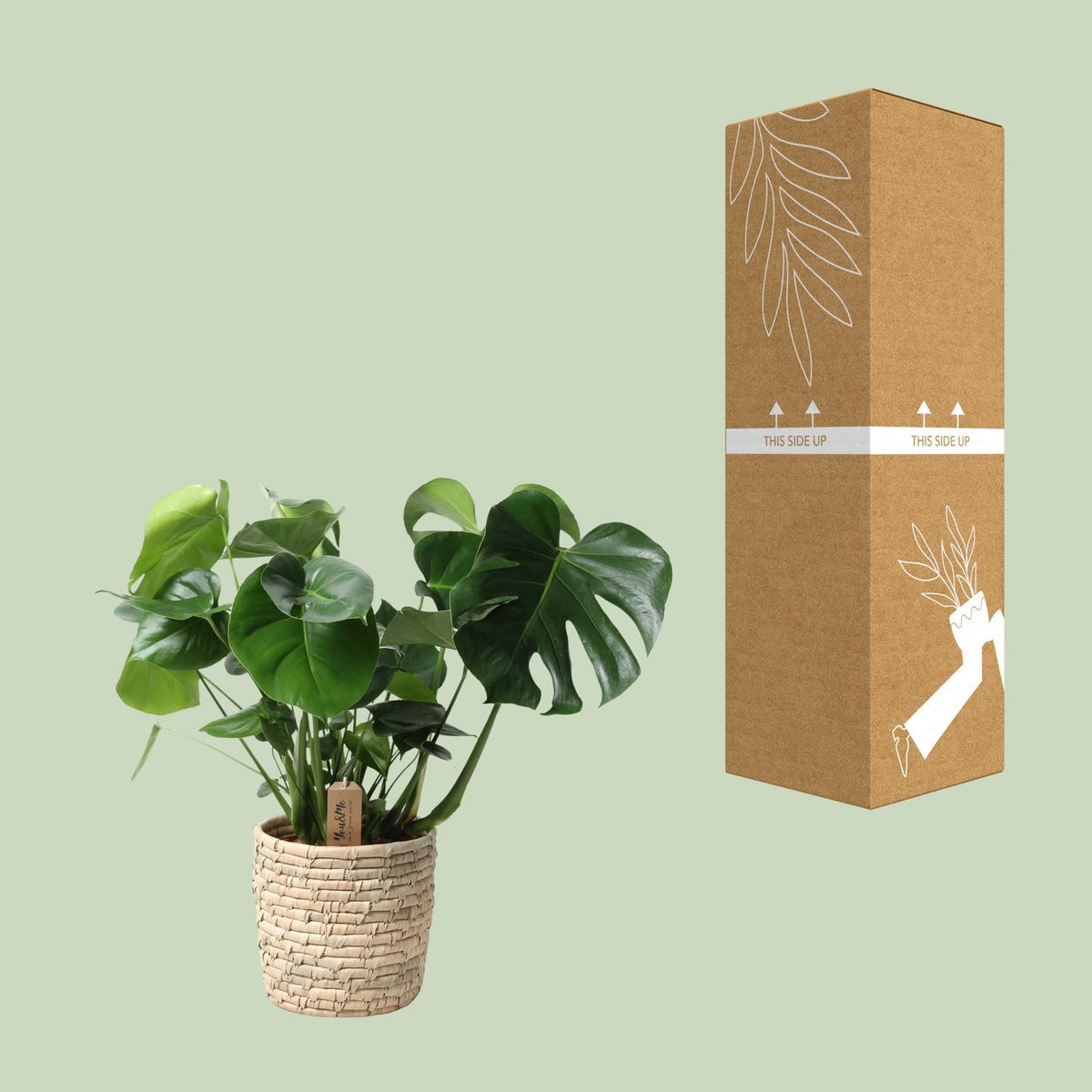 Detailfoto van Monstera in mand - palmblad
