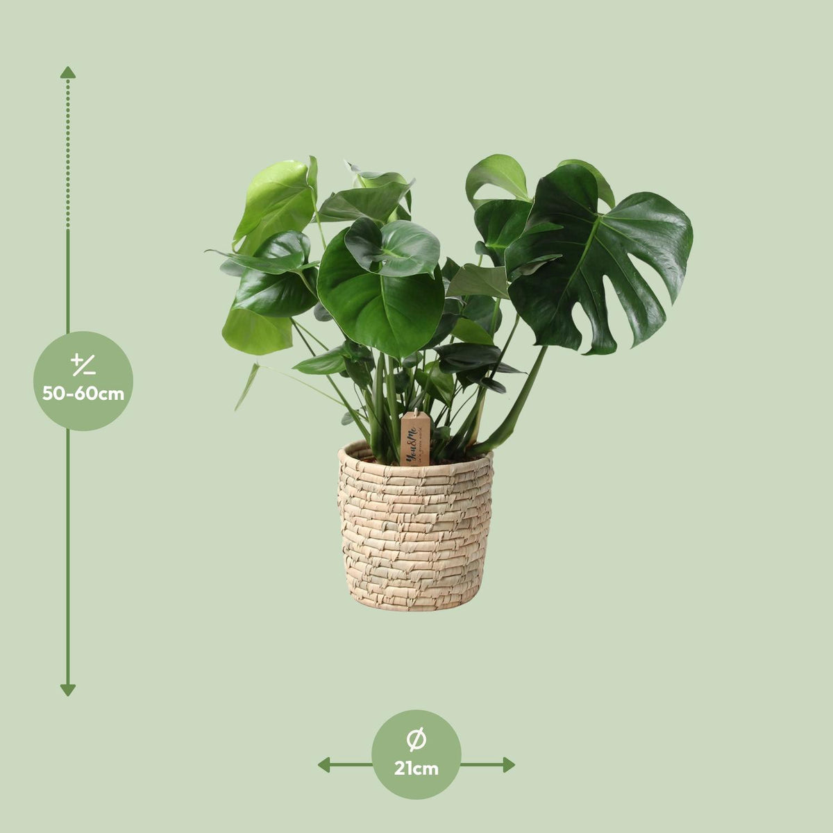 Detailfoto van Monstera in mand - palmblad