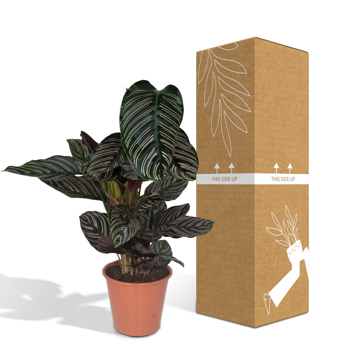 Calathea ornata, kamerplant met gestreept blad, 75 cm hoog, kenmerkend blad