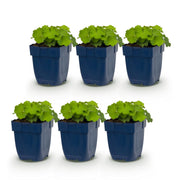 Alchemilla mollis - Vrouwenmantel - Bodembedekkend - Geel - 6 Planten
