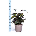 Calathea Ornata Sanderiana, groeiwijze van de plant