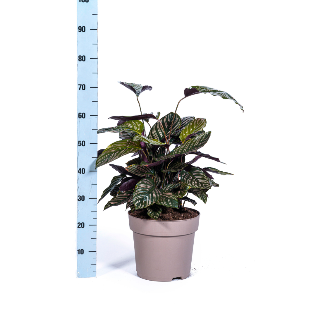 Calathea Ornata Sanderiana, groeiwijze van de plant