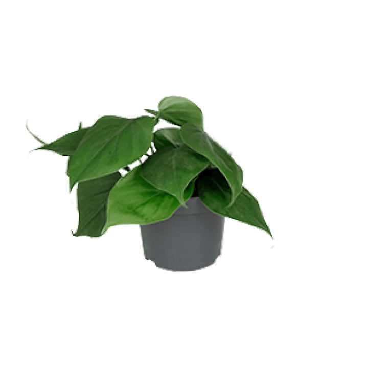Philodendron Scandens, 15 cm hoog