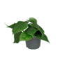 Philodendron Scandens, 15 cm hoog
