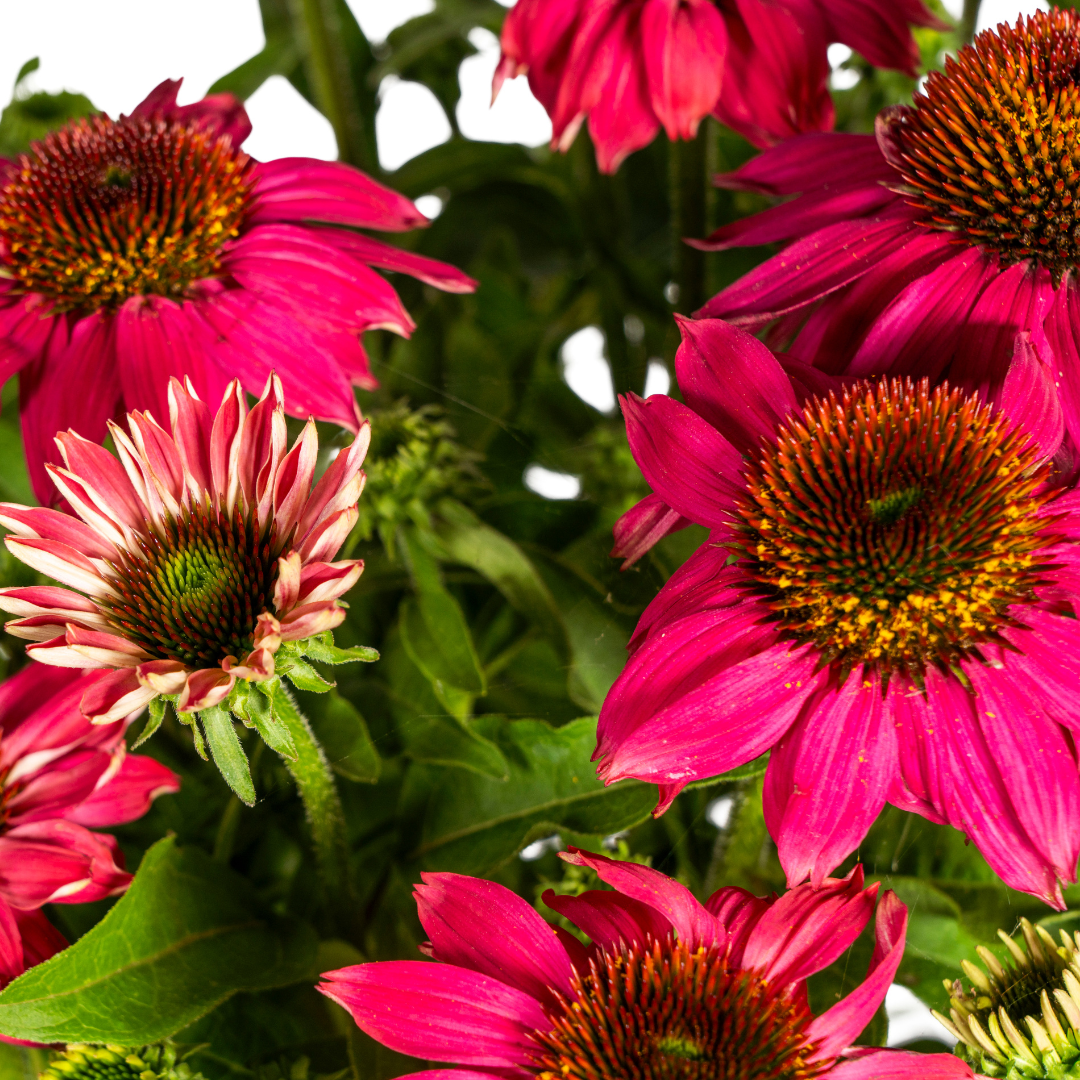 Echinacea Purpurea Purple, groene bladeren