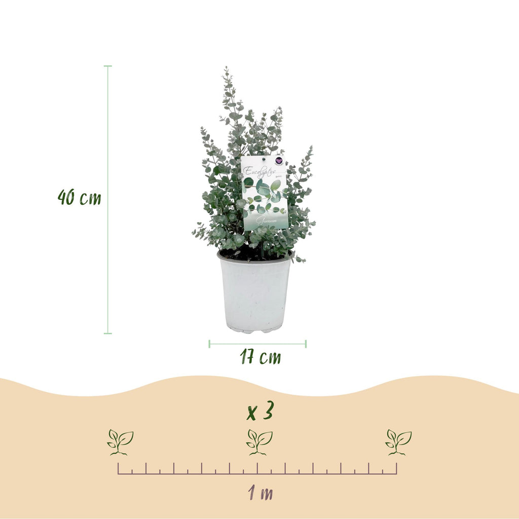 Eucalyptus gunnii, 40 cm hoog, kenmerkend blad