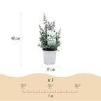 Eucalyptus gunnii, 40 cm hoog, kenmerkend blad