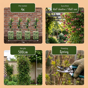 Lonicera henryi - groenblijvende kamperfoelie - set van 6 - Ø9 cm