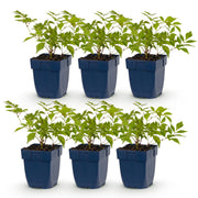 Pluimspirea (J) Deutschland