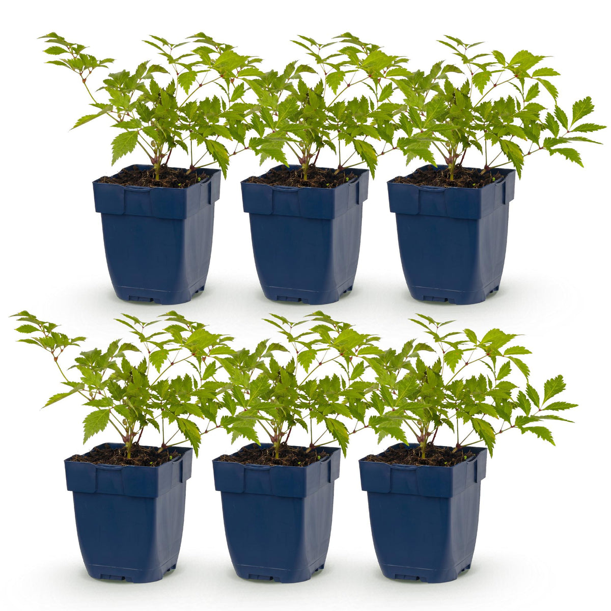 Pluimspirea (J) Deutschland, detail van het blad