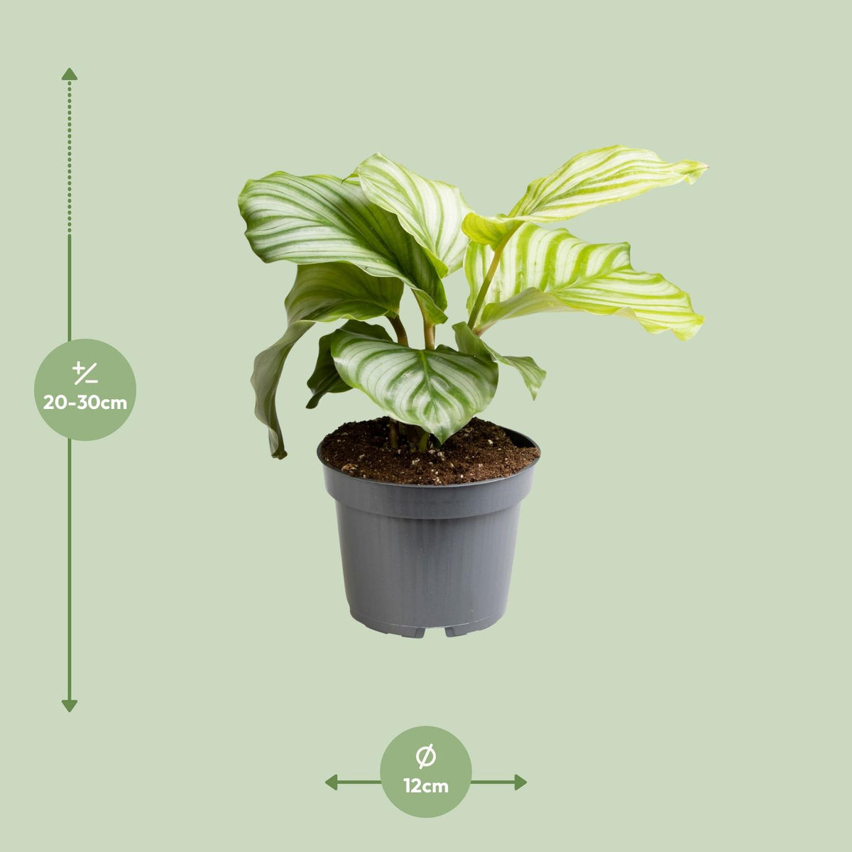Calathea Orbifolia, detail van het blad