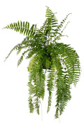 Nephrolepis Macho, plant in pot