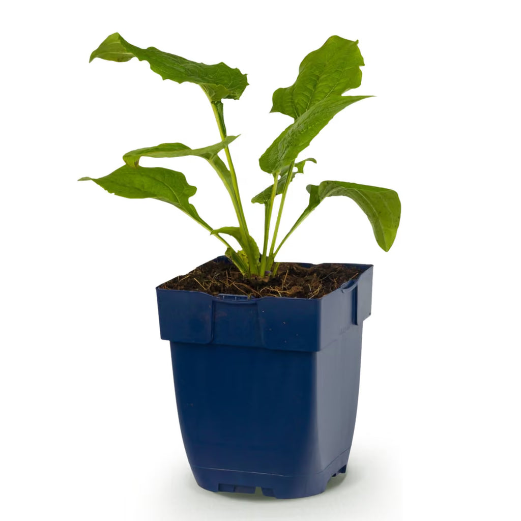 Echinacea purp. Magnus - Zonnehoed - Roze, plant in kweekpot