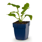 Echinacea purp. Magnus - Zonnehoed - Roze, plant in kweekpot