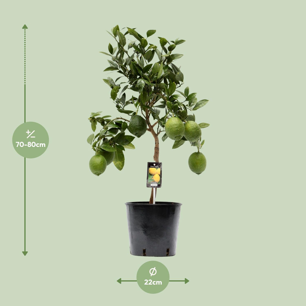 Detailfoto van Citrus Lemon
